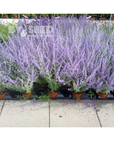 Pérovskia Blue Steel