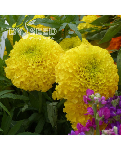 Rose d'Inde Coco Yellow F1