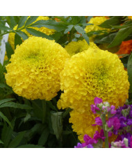 Pyrèthre Robinson's Crimson