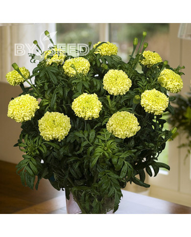 Rose d'Inde Nosento Limegreen F1