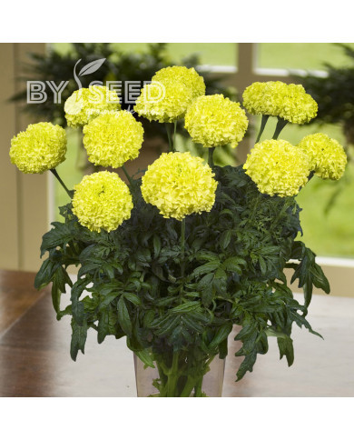 Rose d'Inde Nosento Limegreen F1