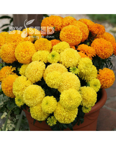 Rose d'Inde Dune Mix