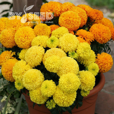 Rose d'Inde Dune Mix