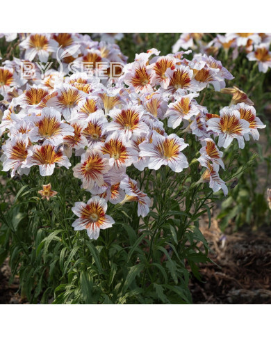 Salpiglossis sinuata Tora Cream (graines enrobées)