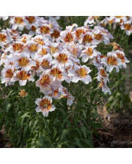 Salpiglossis sinuata Kew Blue