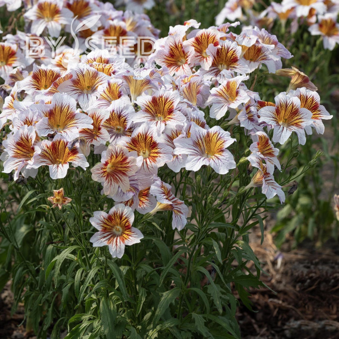 Salpiglossis sinuata Tora Cream (graines enrobées)