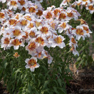 Salpiglossis sinuata Tora Cream (graines enrobées)
