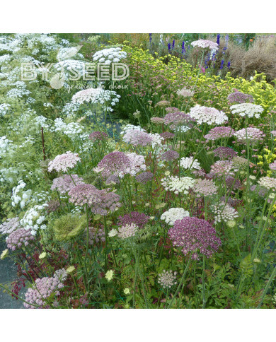 Carotte ornementale Dara