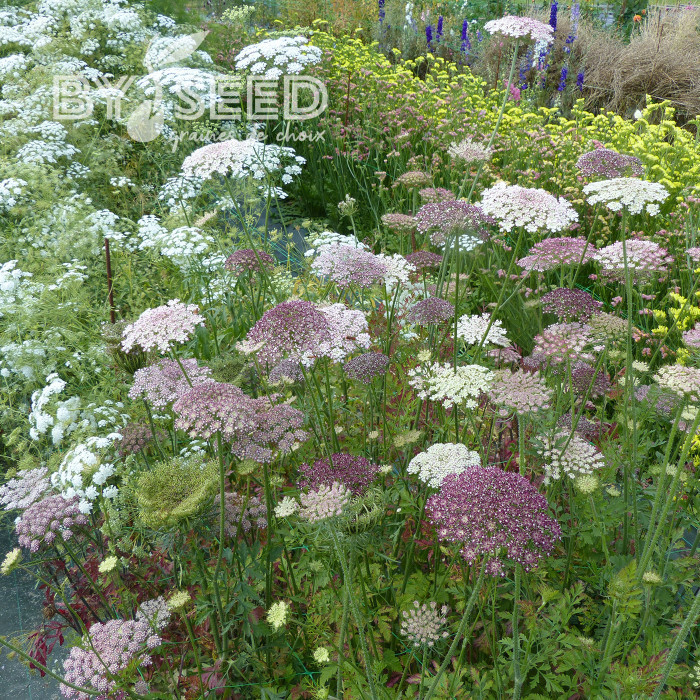 Carotte ornementale Dara