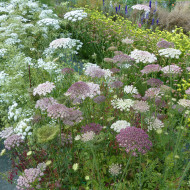 Carotte ornementale Dara