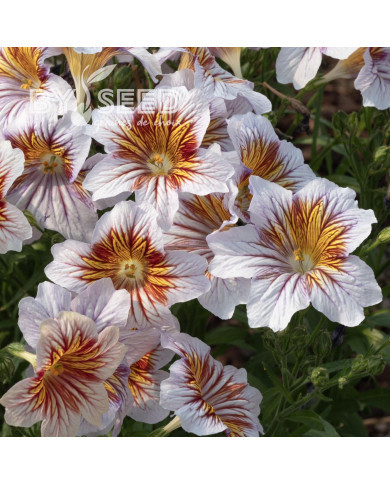 Salpiglossis sinuata Tora Cream (graines enrobées)
