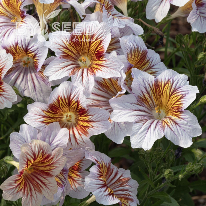 Salpiglossis sinuata Tora Cream (graines enrobées)