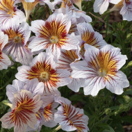Salpiglossis sinuata Tora Cream (graines enrobées)