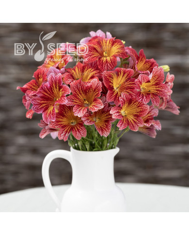 Salpiglossis sinuata Tora Red (graines enrobées)