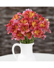 Salpiglossis sinuata Tora Staring Eyes (graines enrobées)