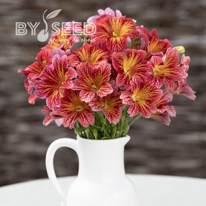Salpiglossis sinuata Tora Red (graines enrobées)
