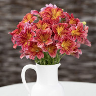 Salpiglossis sinuata Tora Red (graines enrobées)