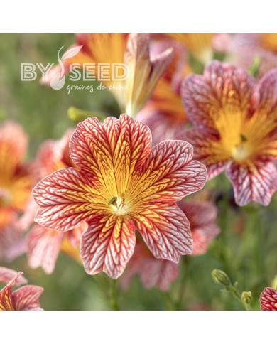 Salpiglossis sinuata Tora Red (graines enrobées)