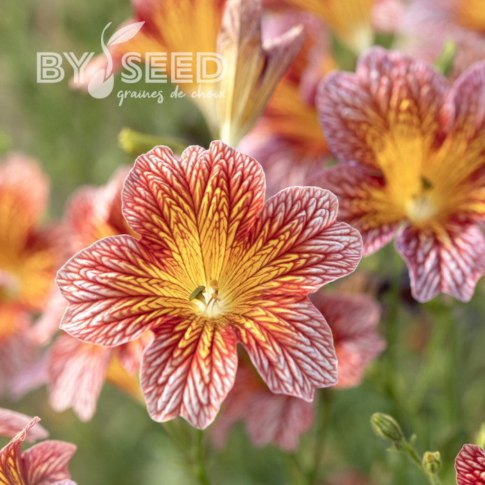 Salpiglossis sinuata Tora Red (graines enrobées)