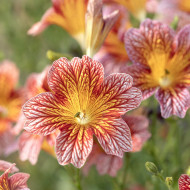 Salpiglossis sinuata Tora Red (graines enrobées)