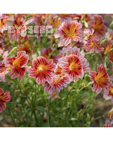 Salpiglossis sinuata Tora Red (graines enrobées)