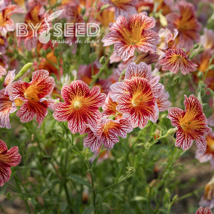 Salpiglossis sinuata Tora Red (graines enrobées)