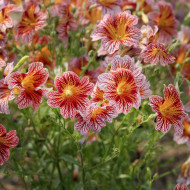 Salpiglossis sinuata Tora Red (graines enrobées)
