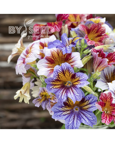 Salpiglossis sinuata Tora Staring Eyes (graines enrobées)
