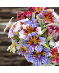 Salpiglossis sinuata Tora Red (graines enrobées)