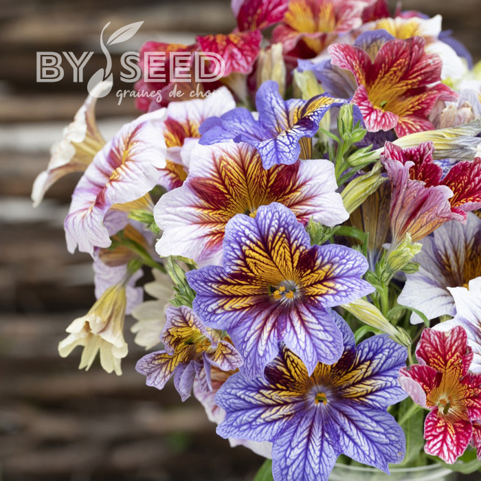 Salpiglossis sinuata Tora Staring Eyes (graines enrobées)