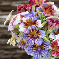 Salpiglossis sinuata Tora Staring Eyes (graines enrobées)