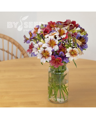 Salpiglossis sinuata Tora Staring Eyes (graines enrobées)