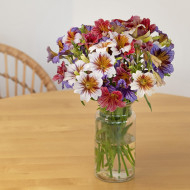 Salpiglossis sinuata Tora Staring Eyes (graines enrobées)
