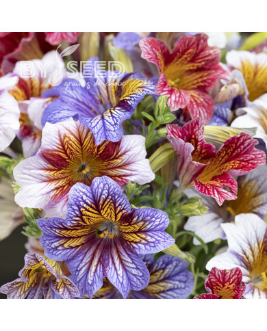 Salpiglossis sinuata Tora Staring Eyes (graines enrobées)