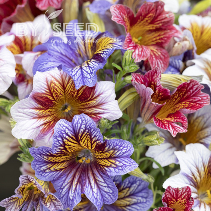 Salpiglossis sinuata Tora Staring Eyes (graines enrobées)
