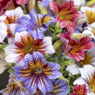 Salpiglossis sinuata Tora Staring Eyes (graines enrobées)