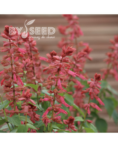 Sauge annuelle Estella Coral