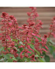 Sauge annuelle Estella Red