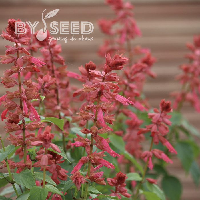 Sauge annuelle Estella Coral