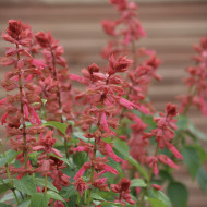 Sauge annuelle Estella Coral