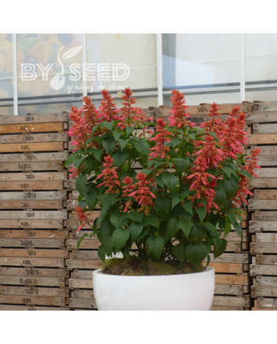 Sauge annuelle Estella Coral