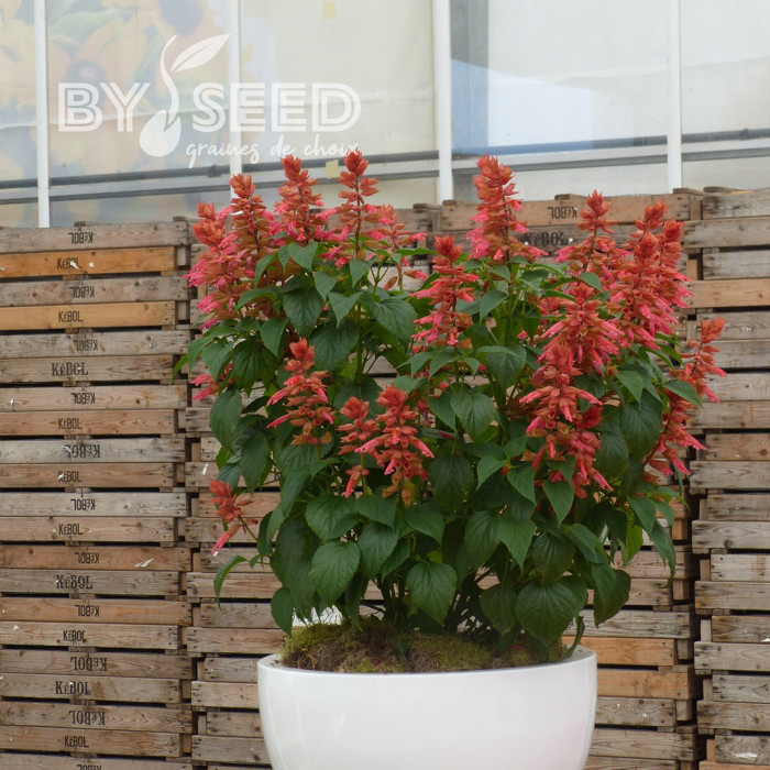 Sauge annuelle Estella Coral