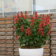 Sauge annuelle Estella Coral