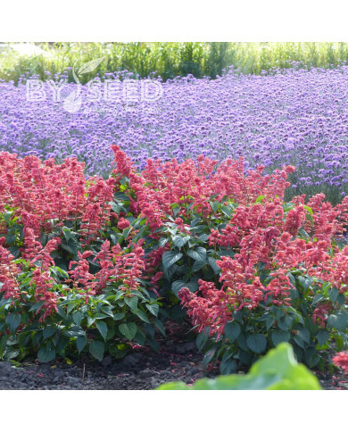 Sauge annuelle Estella Coral