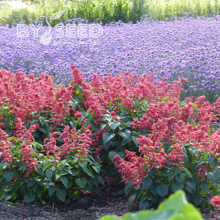 Sauge annuelle Estella Coral