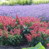 Sauge annuelle Estella Coral