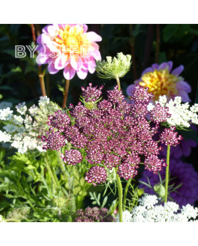 Carotte ornementale Dara