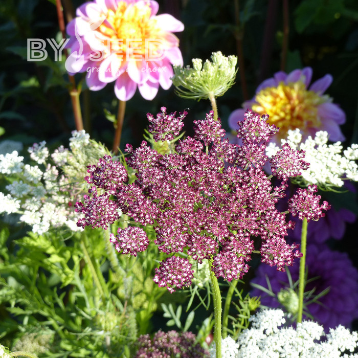 Carotte ornementale Dara