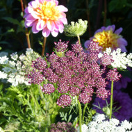 Carotte ornementale Dara