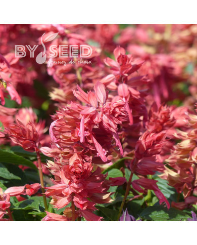 Sauge annuelle Estella Coral